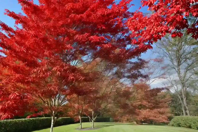 Redvein Maple (Acer Rufinerve) — photo 2