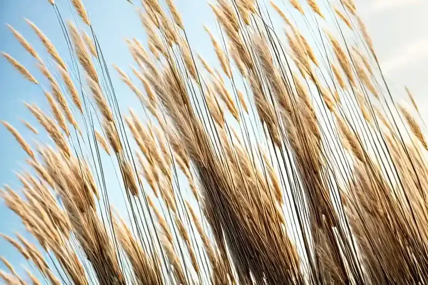 Reed Grass (Calamagrostis Brachytricha) — photo 2