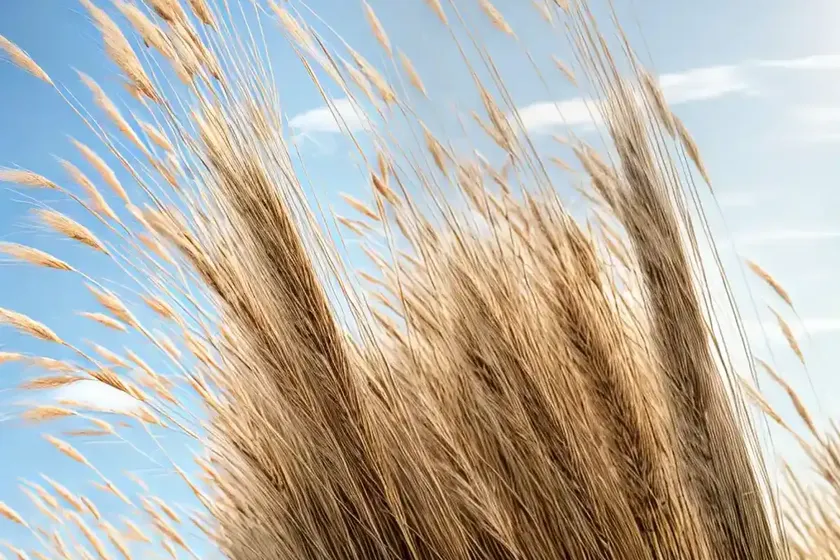 Reed Grass (Calamagrostis Brachytricha) — photo 3