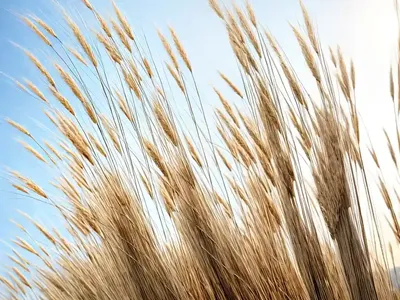 Reed Grass (Calamagrostis Brachytricha)