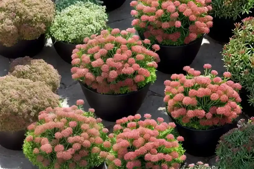 Reflexed stonecrop, jenny’s stonecrop (sedum rupestre) — photo 3