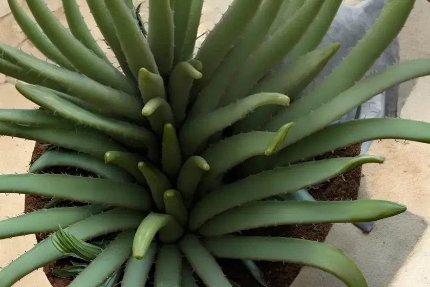 Reitz’s aloe (aloe reitzii) — photo 2