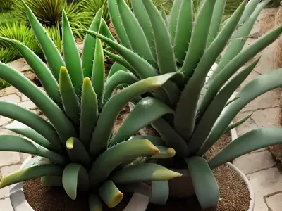 Reitz’s Aloe (Aloe Reitzii)