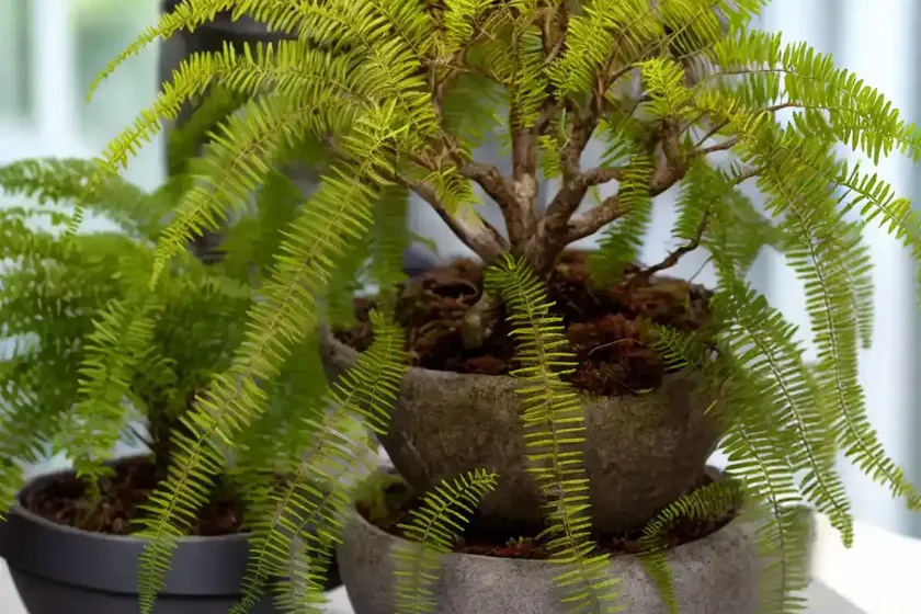 Resurrection fern (polypodium polypodioides) — photo 3