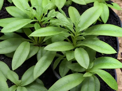 Retrophyllum Comptonii (Retrophyllum Comptonii)
