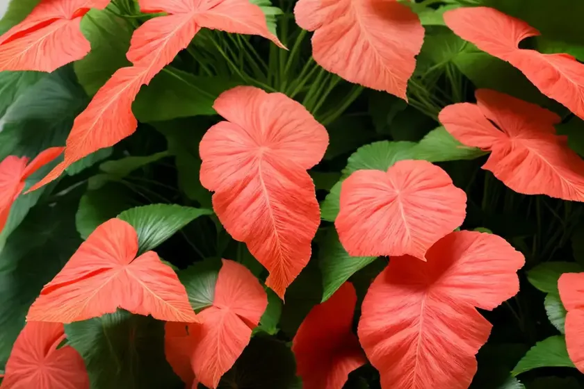 Rex begonia vine (cissus javana) — photo 3