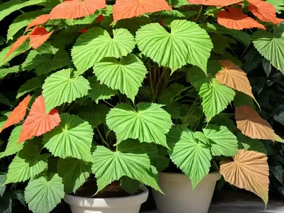 Rex Begonia Vine (Cissus Javana)