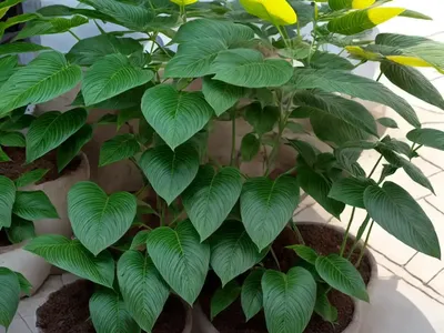 Rhaphidophora Decursiva (Rhaphidophora Decursiva)