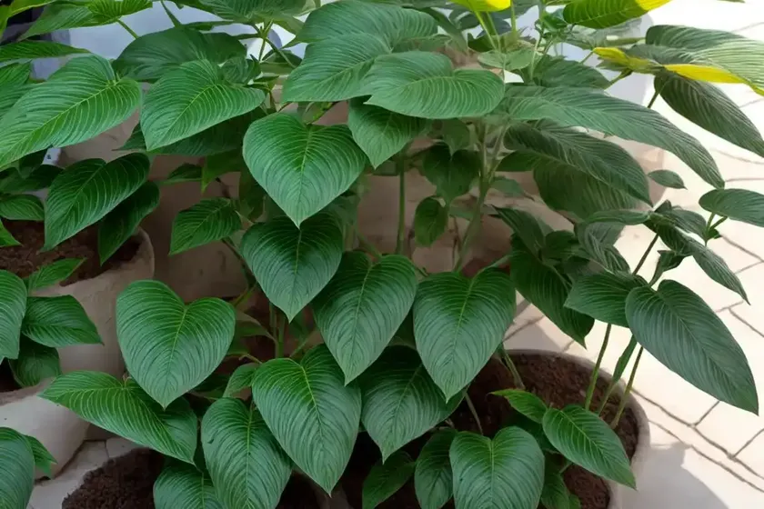 Rhaphidophora Decursiva (Rhaphidophora Decursiva)