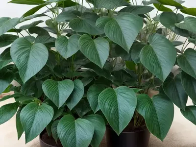 Rhaphidophora Hayi (Rhaphidophora Hayi)