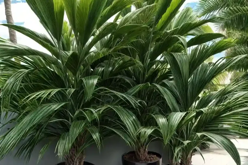 Rhapis excelsa (lady palm) — photo 2