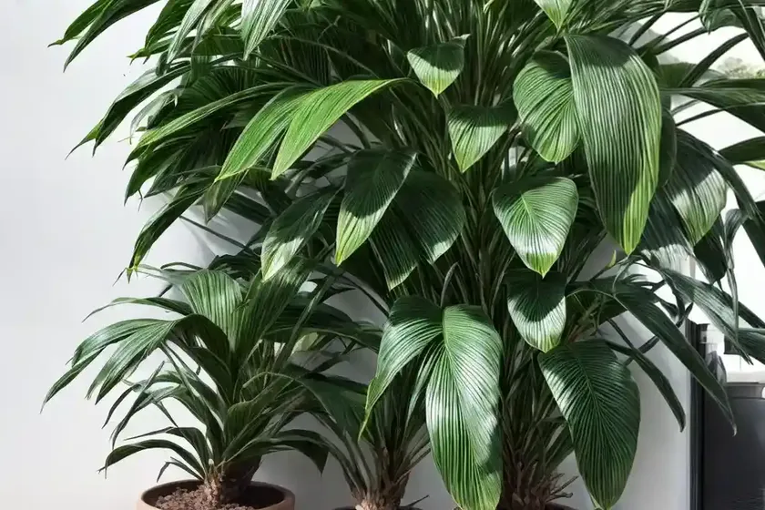 Rhapis excelsa (lady palm)