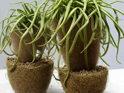 Rhipsalis Clavata (Rhipsalis Clavata)