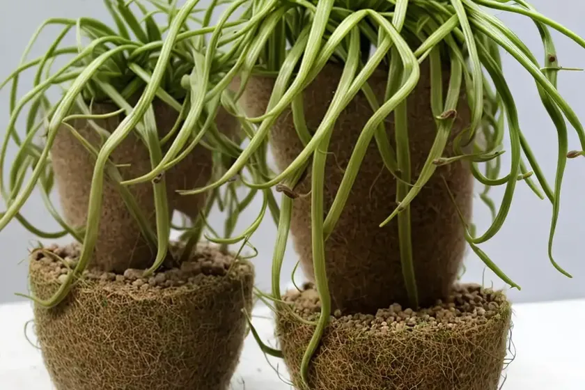 Rhipsalis clavata (rhipsalis clavata)