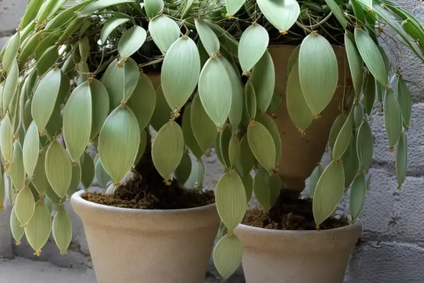 Rhipsalis elliptica (rhipsalis elliptica) — photo 3