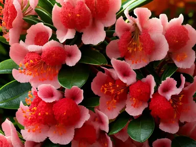 Rhododendron Encore� Autumn Fire�)
