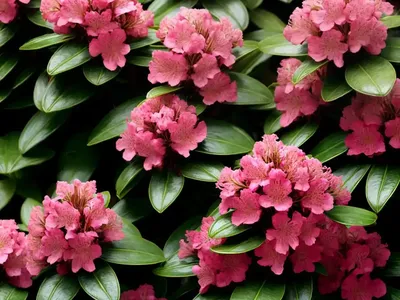 Rhododendron ‘Princess Anne’)