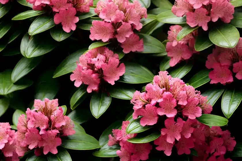 Rhododendron ‘Princess Anne’)