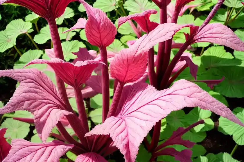 Rhubarb (rheum rhabarbarum) — photo 2