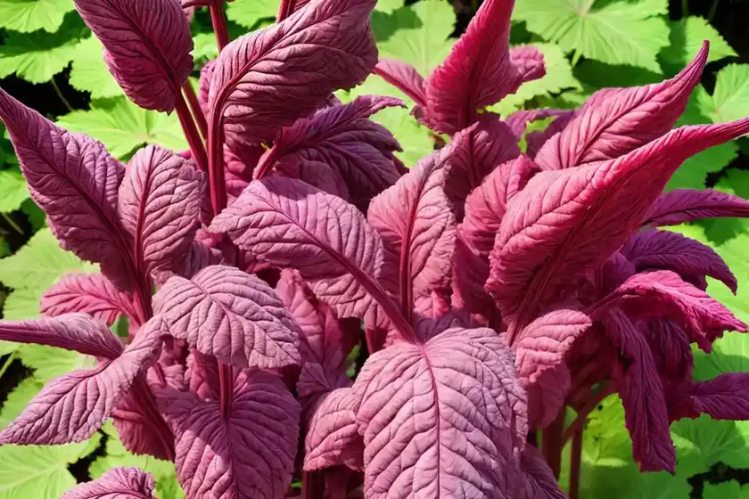 Rhubarb (rheum rhabarbarum)