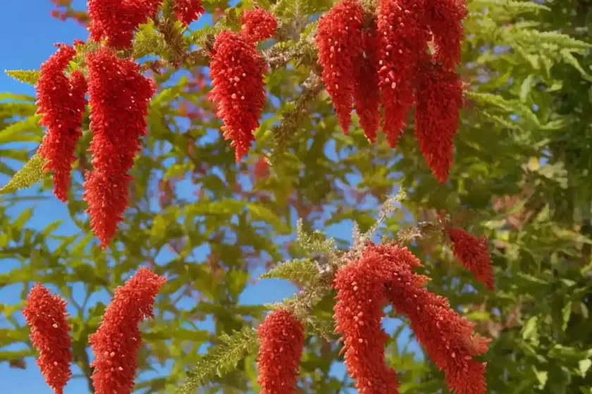 Rhus aromatica (fragrant sumac) — photo 2