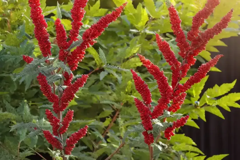 Rhus aromatica (fragrant sumac) — photo 3