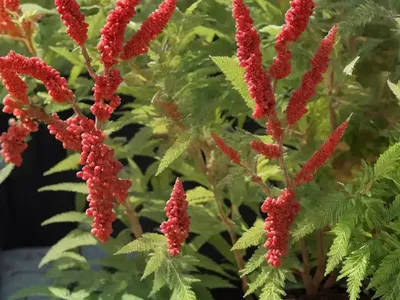 Rhus Aromatica (Fragrant Sumac)