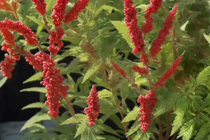Rhus aromatica (fragrant sumac)