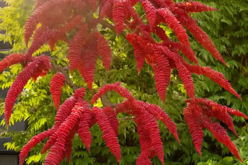 Rhus copallinum (winged sumac) — photo 2