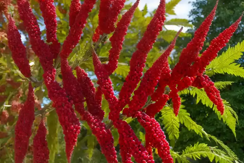 Rhus copallinum (winged sumac) — photo 3