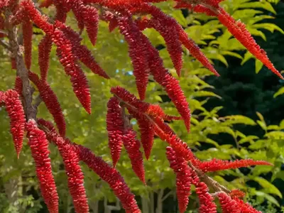 Rhus Copallinum (Winged Sumac)