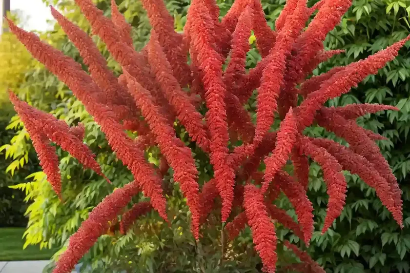Rhus glabra (smooth sumac) — photo 2