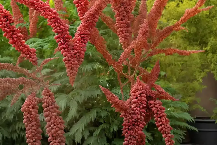 Rhus glabra (smooth sumac) — photo 3