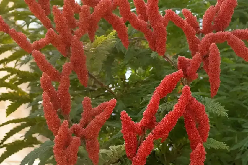 Rhus ovata (sugar sumac) — photo 2