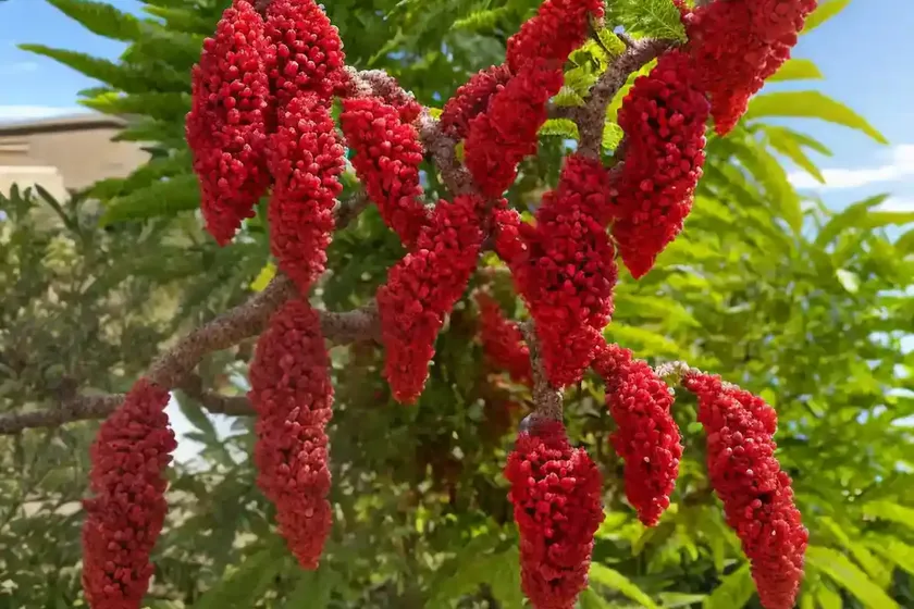 Rhus ovata (sugar sumac) — photo 3