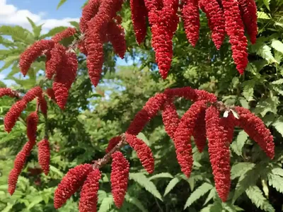 Rhus Ovata (Sugar Sumac)