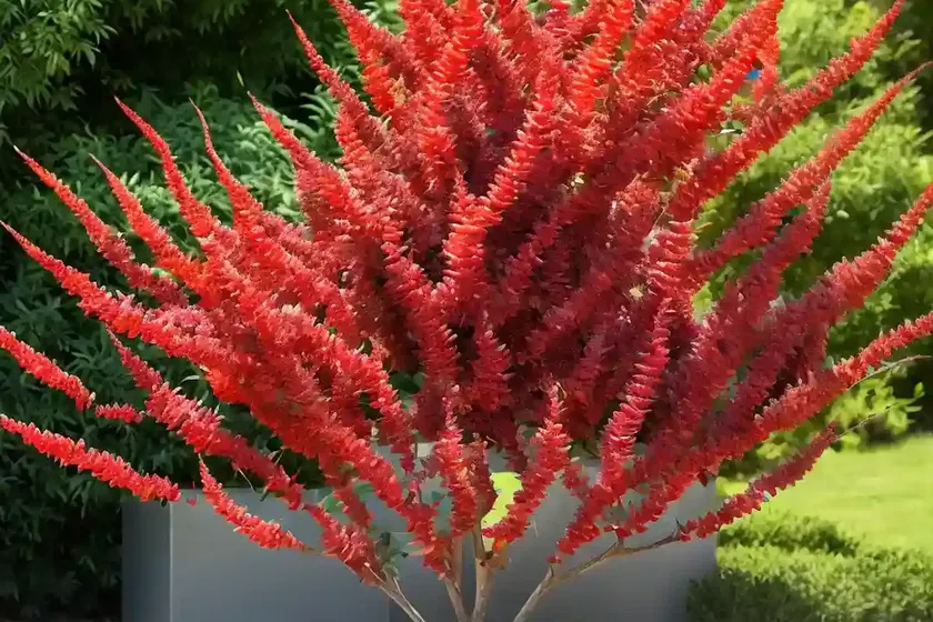 Rhus trilobata (skunkbush sumac) — photo 2