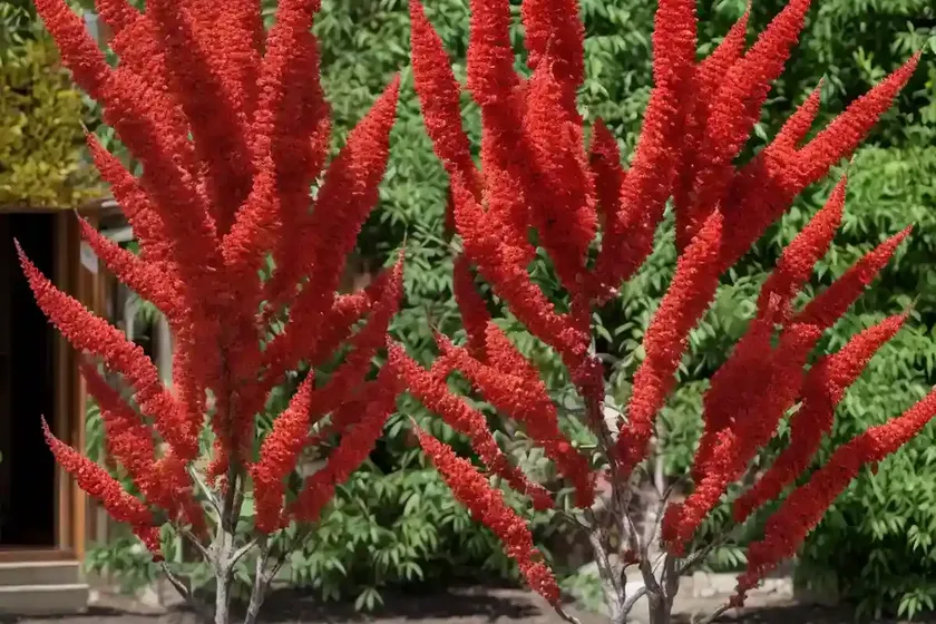 Rhus trilobata (skunkbush sumac) — photo 3