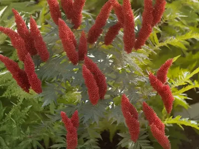 Rhus Trilobata (Skunkbush Sumac)