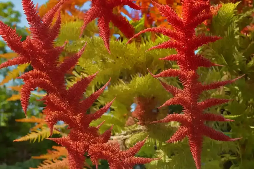 Rhus typhina ‘dissecta’ (cut-leaf staghorn sumac) — photo 2