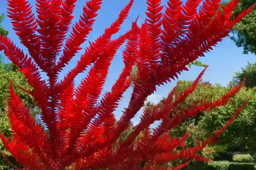 Rhus typhina ‘dissecta’ (cut-leaf staghorn sumac) — photo 3