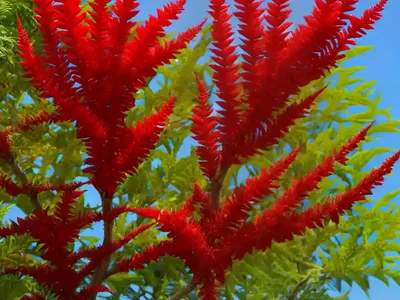 Rhus Typhina ‘Dissecta’ (Cut-Leaf Staghorn Sumac)