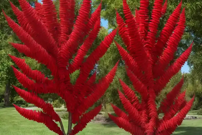 Rhus typhina (staghorn sumac) — photo 3