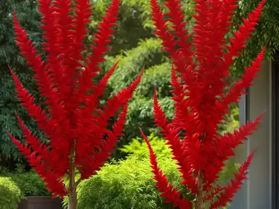 Rhus Typhina (Staghorn Sumac)