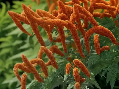 Rhus Typhina Tiger Eyes� (‘Bailtiger’)