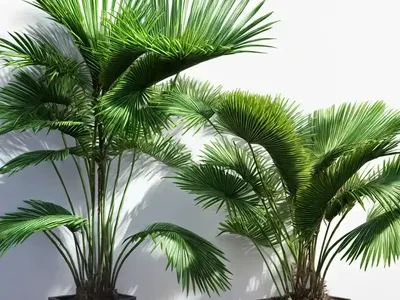 Ribbon Fan Palm (Livistona Decipiens)