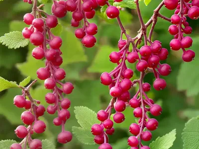 Ribes Cereum (Wax Currant)
