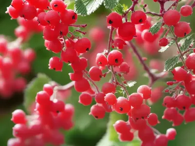 Ribes Sanguineum (Red Flowering Currant)