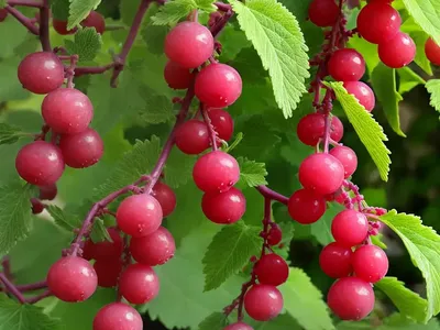 Ribes Uva-crispa ‘Hinnonmxki Rxd’ (Gooseberry)