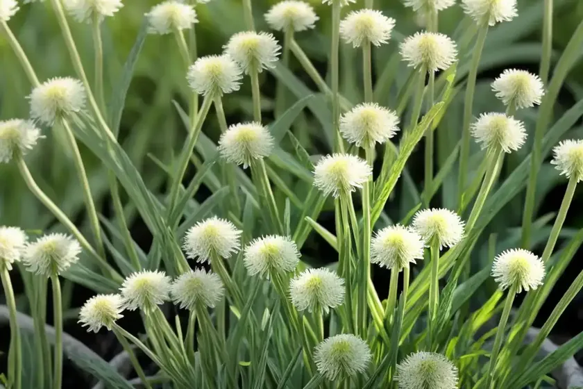 Ribwort plantain (plantago lanceolata) — photo 2